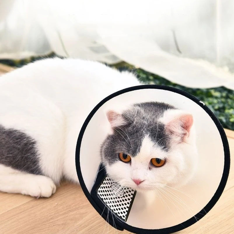 Un chaton tigré blanc et gris est visible à travers un manchon de protection transparent pour chien et chat.