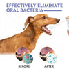 A dog is shown with a dental spray being applied, demonstrating before and after results for oral bacteria elimination.