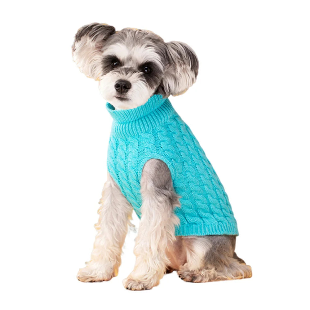 Un petit chiot poilu portant un pull tricoté turquoise vif.