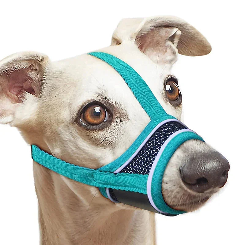 A light-colored dog wearing a teal and blue adjustable reflective soft muzzle.