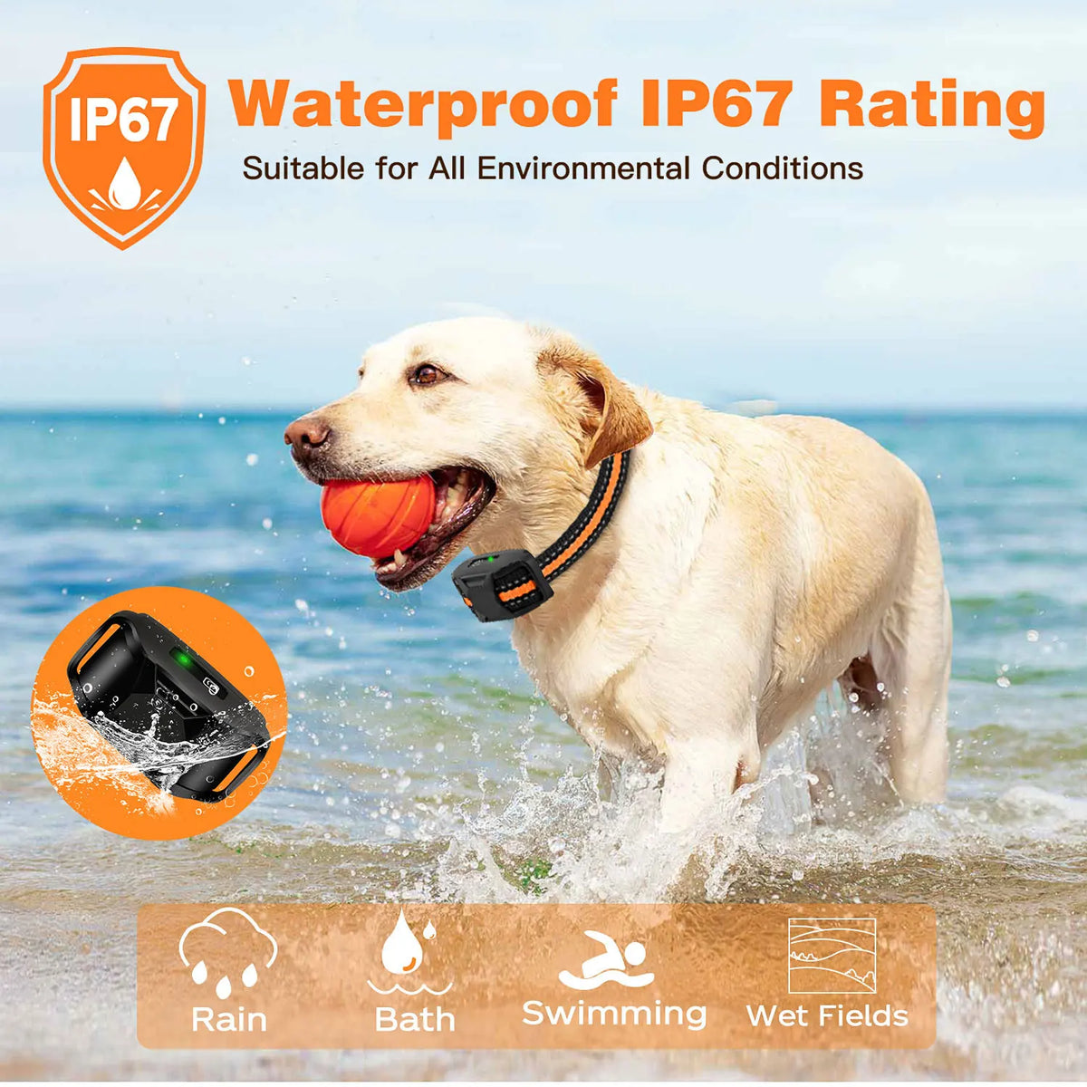 Goldener Hund rennt im Wasser mit Trainingshals, der seine wasserdichte IP67-Zertifizierung demonstriert