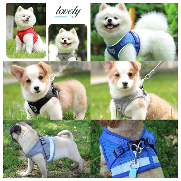 A collection of dog vests and a leash set featuring white, cream, and tan dogs.