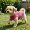 Ein helles Hundekleid trägt eine rosa gestrickte Weste mit kleinen Blumenstickereien in einer grünen Landschaft.