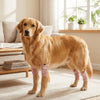 A golden retriever dog standing on a light rug wearing pink breathable knee pads for joint protection.