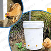 Un abreuveur automatique à poulets blanc avec tétines est montré à côté d'un poulet vivant.