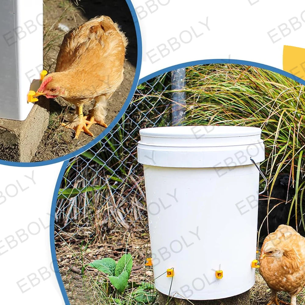 Un abreuveur automatique à poulets blanc avec tétines est montré à côté d'un poulet vivant.