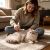 Eine Frau benutzt eine professionelle Bürste und ein Rakel zum Fellpflege einer flauschigen grauen Katze drinnen.