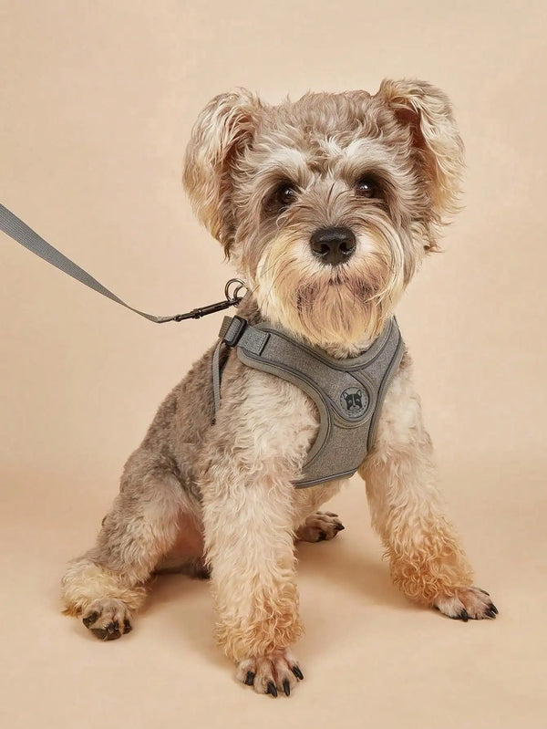 A small, fluffy, light brown dog wearing a gray ComfortFit dog harness and attached leash.