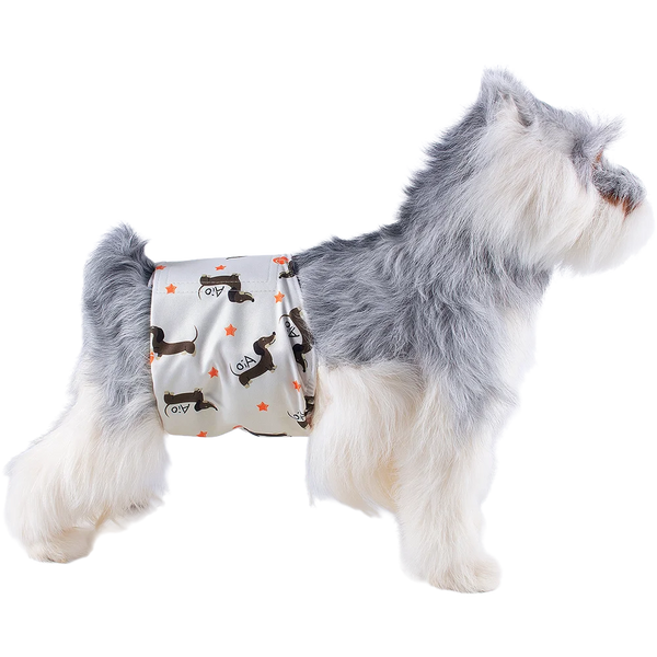 A fluffy gray and white dog wearing a washable sanitary wrap for male dogs.