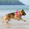 A brown dog wearing a pink tactical anti-pull dog harness running on a wet beach.