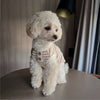 A fluffy white dog wearing a knitted striped vest sitting on a table.