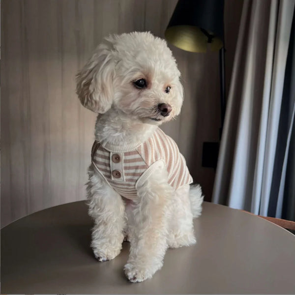 A fluffy white dog wearing a knitted striped vest sitting on a table.