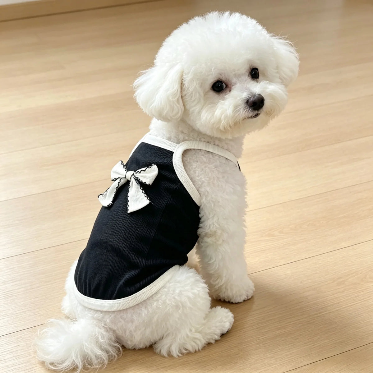 A white poodle wearing a black ribbed pet vest with a white bow knot.