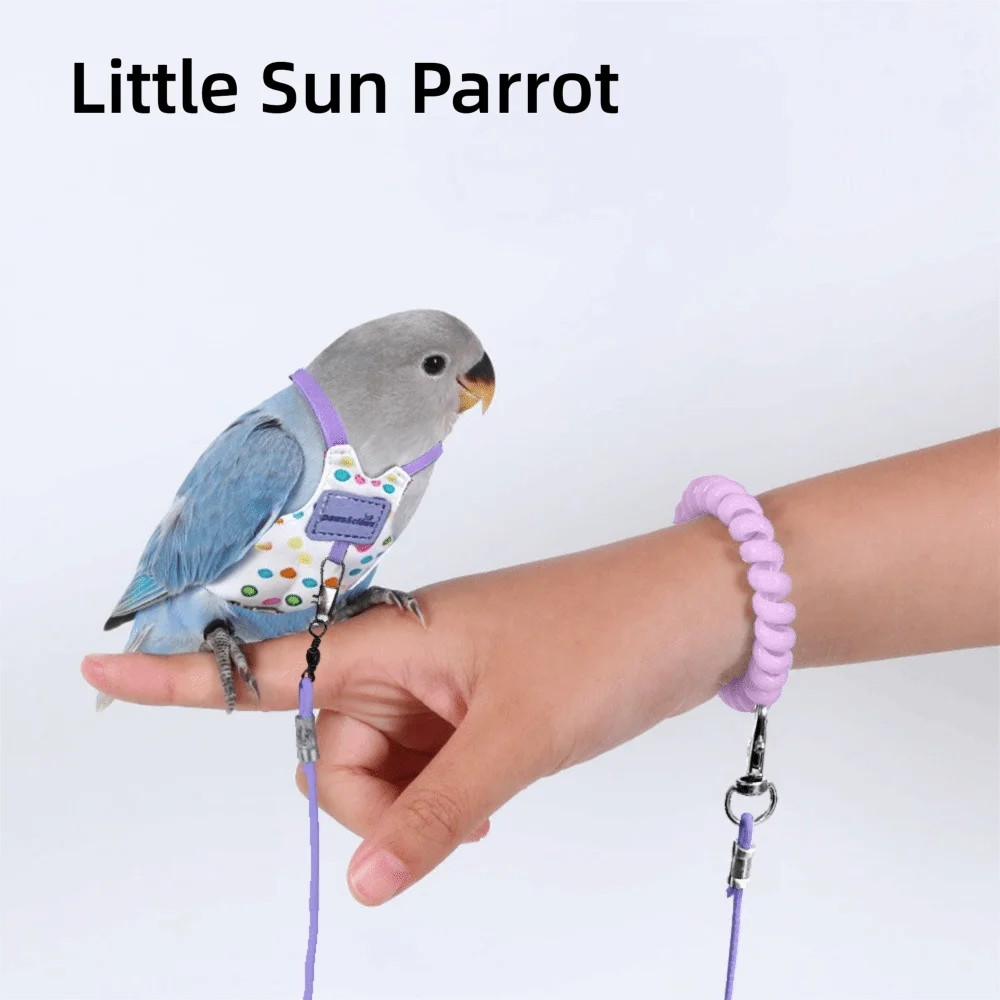 Un petit perroquet bleu portant un harnais de vol violet dans la main d'une personne.