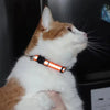 An orange and white cat wearing a reflective pet collar.
