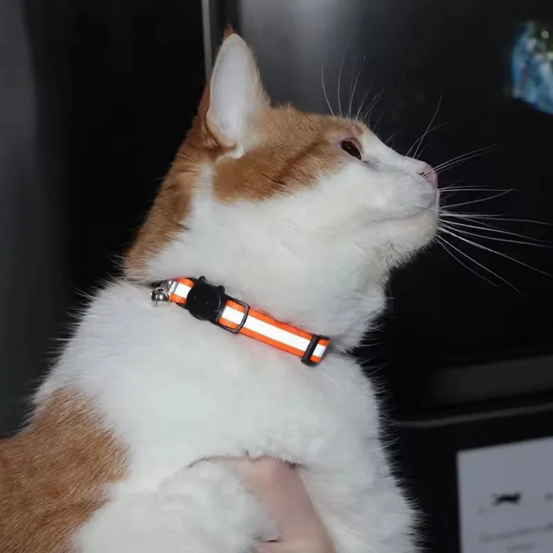 An orange and white cat wearing a reflective pet collar.
