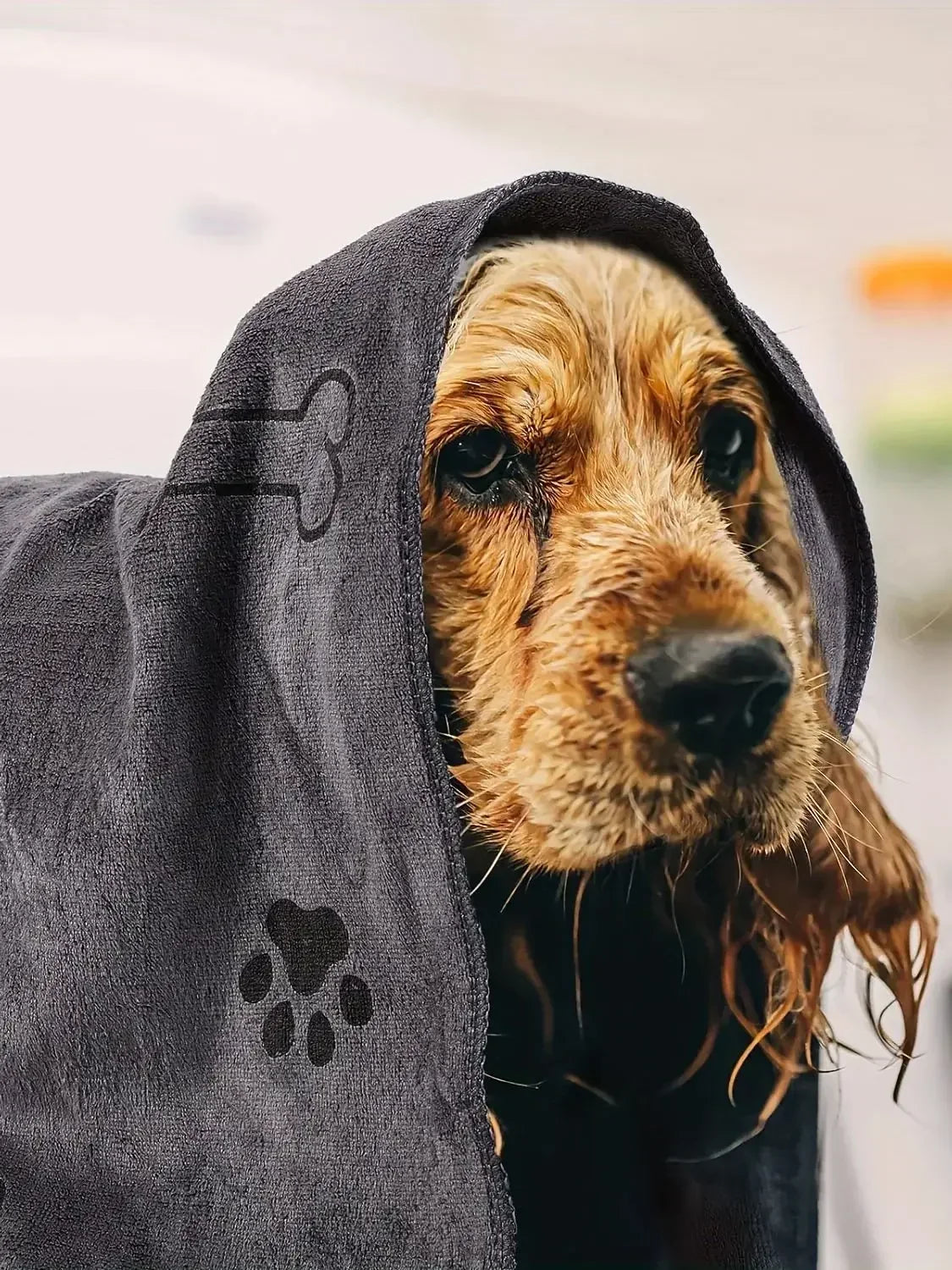 A golden-colored dog peeks out from under a dark gray pet bath towel.