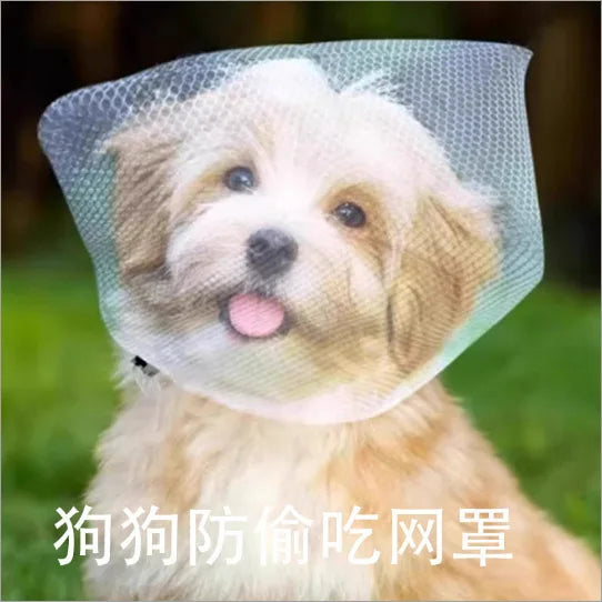 Un perro de color claro con un collar de malla transpirable diseñado para evitar el olfateo.