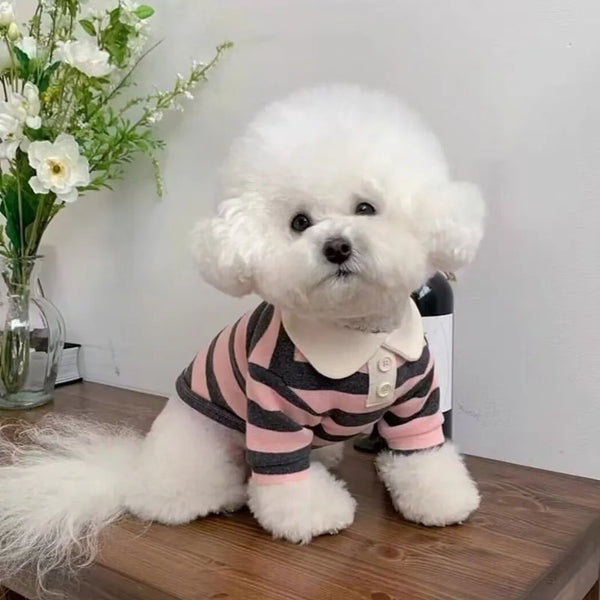 A fluffy white dog wearing a striped hoodie rests on a wooden surface.