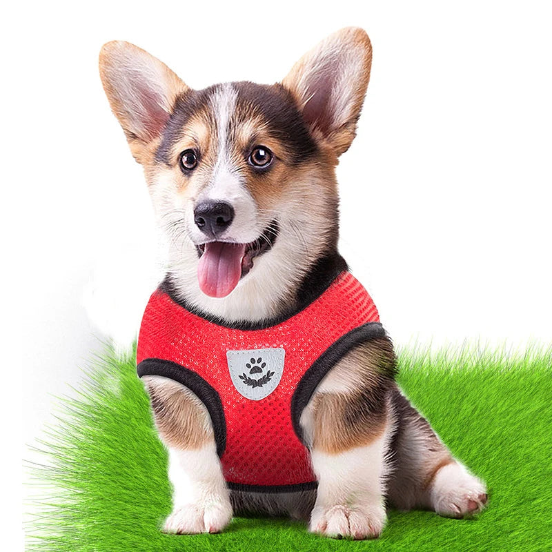 A small brown and white dog wearing a red pet harness sitting on green grass.