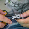 A person is using black pet nail clippers to trim the nails of a gray cat.