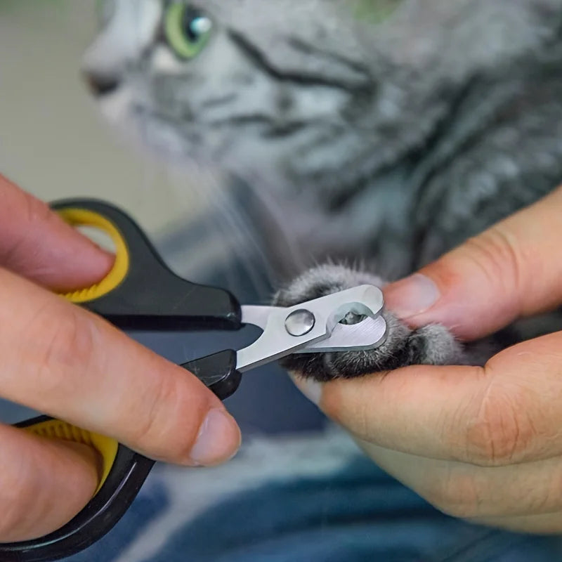 A person is using black pet nail clippers to trim the nails of a gray cat.