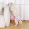 A fluffy light-colored dog is wearing a patterned reusable female dog diaper in a domestic setting.