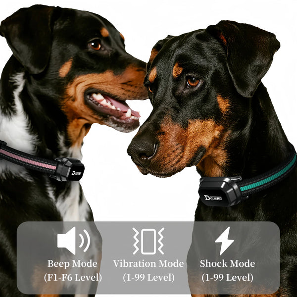 Two dogs wearing remote training collars demonstrating beep, vibration, and shock modes.