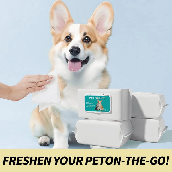 A fluffy dog is looking at a hand holding pet wipes and stacked white wipes boxes.