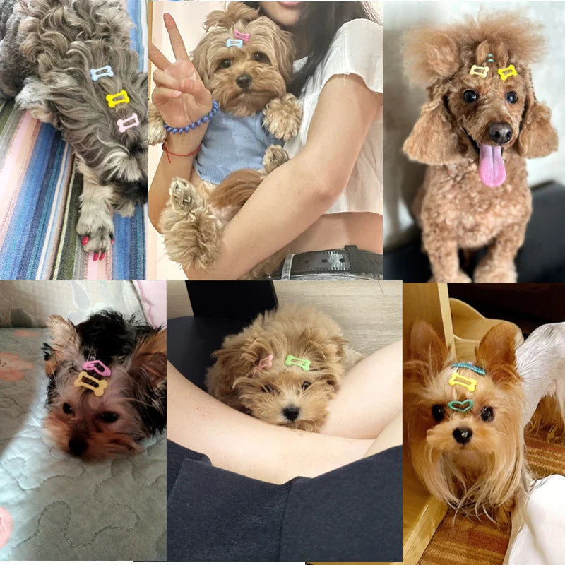 A collage of various dogs adorned with bone-shaped hair clips for grooming.