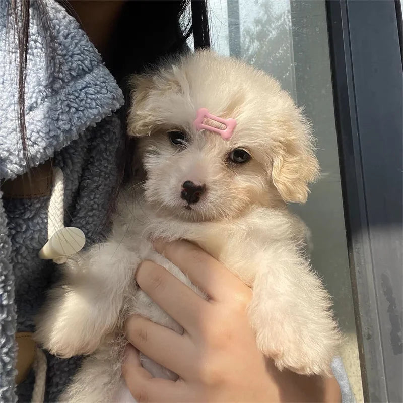 A light cream-colored puppy is being held by a person, wearing a pink bone-shaped hair clip.