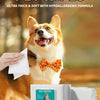 A dog is looking at a white package of hygienic pet wipes with a tissue in its mouth.