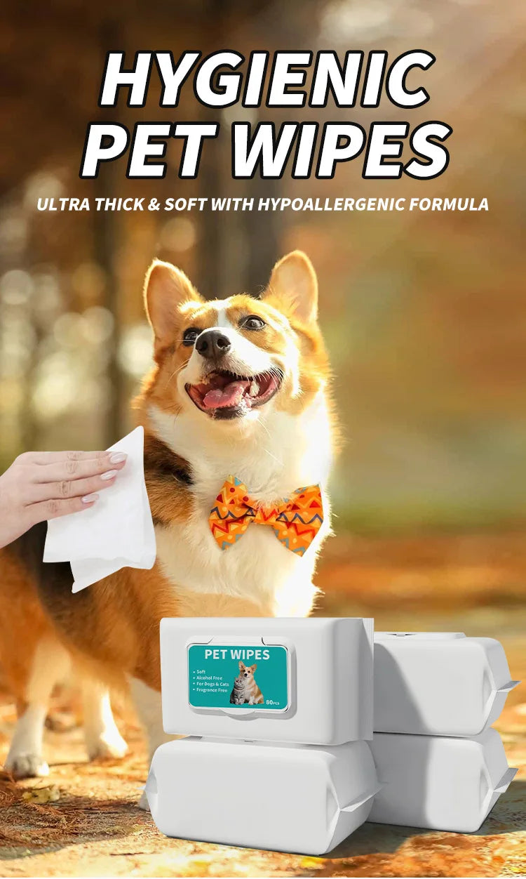 A dog is looking at a white package of hygienic pet wipes with a tissue in its mouth.