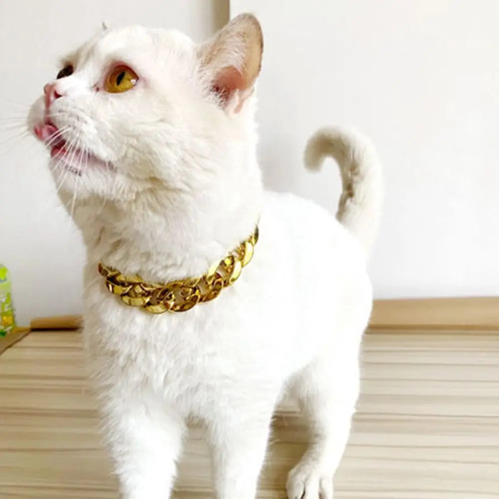 Eine weiße Katze mit einem goldfarbenen, verstellbaren Halsband-Anhänger.
