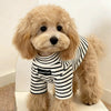 A light tan poodle wearing a black and white striped thermal dog sweater.