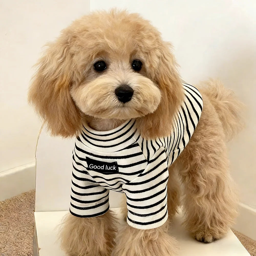 A light tan poodle wearing a black and white striped thermal dog sweater.