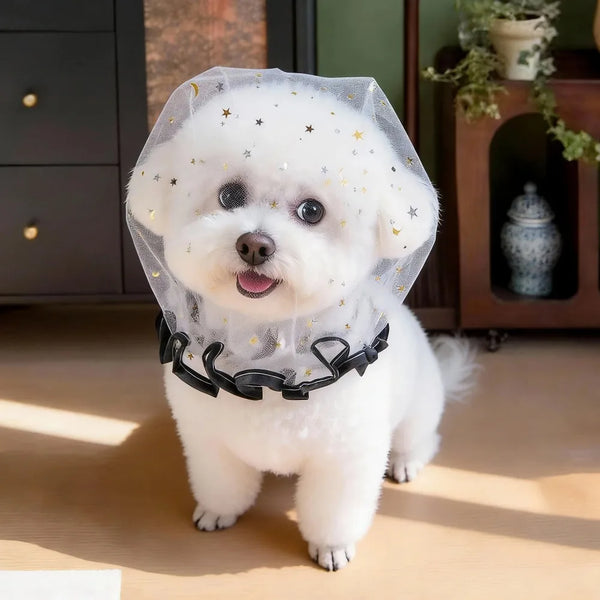 Un perro blanco esponjoso vistiendo un collar de malla transparente con estrellas doradas y ribete negro.
