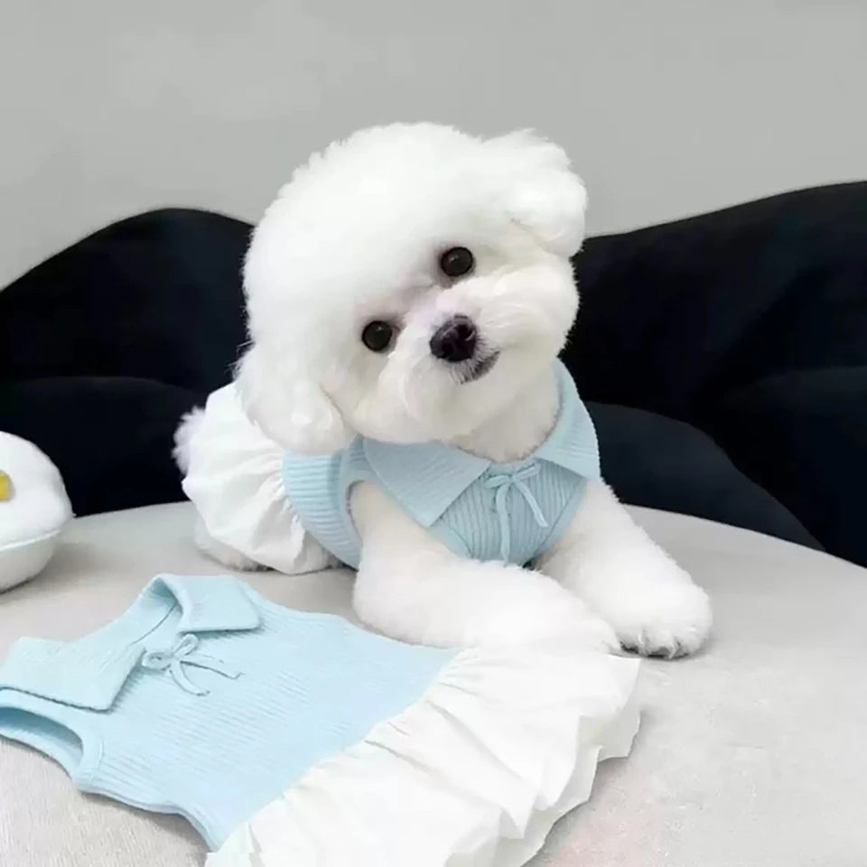 A fluffy white dog wearing a light blue summer lightweight polo dress.