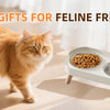 A fluffy orange cat walks past a white elevated bowl set for food and water.