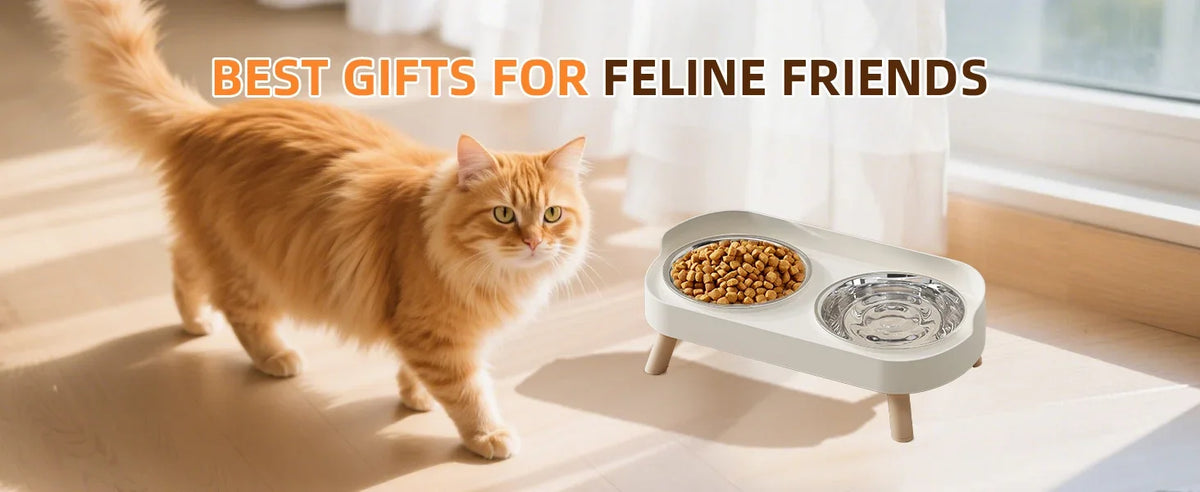 A fluffy orange cat walks past a white elevated bowl set for food and water.
