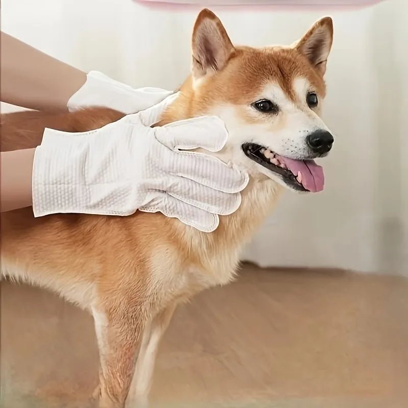 Una persona con guantes desechables blancos acaricia suavemente a un perro Shiba Inu naranja.