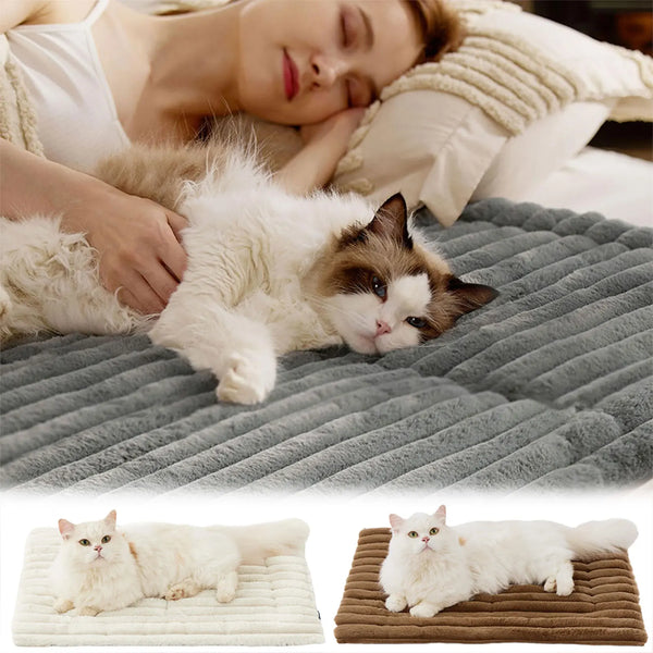 A white cat is lying on a gray pet mat, next to a person sleeping in bed.