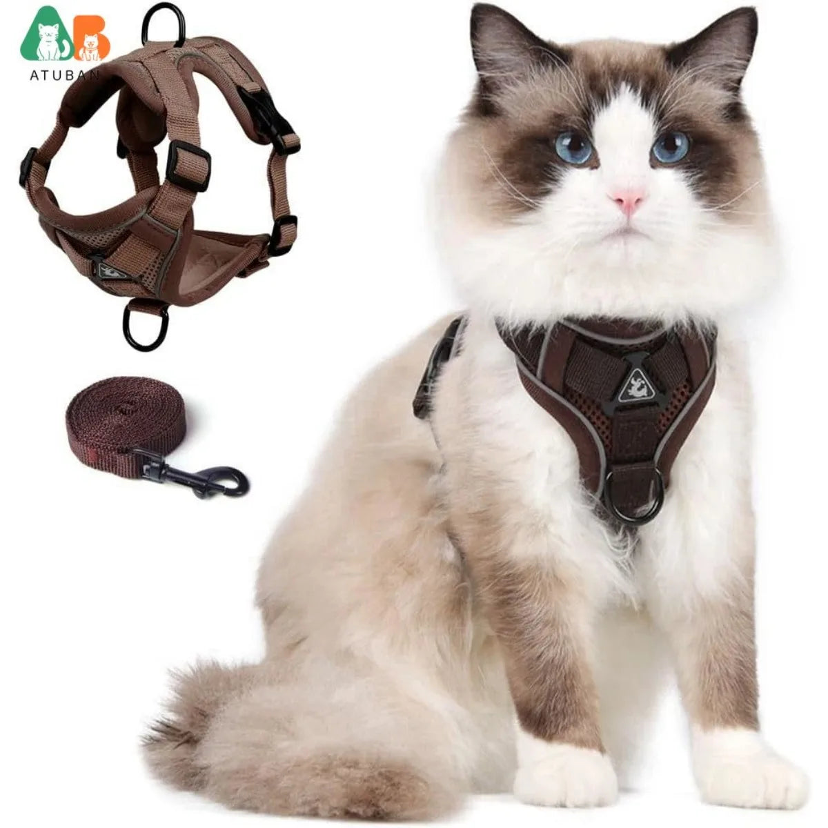 Ein flauschiger grau-weißer Kater mit braunem, verstellbarem Halsband und Leine.