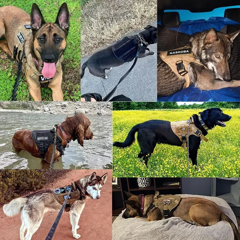 A collection of dogs wearing tactical dog harnesses and collars, including German Shepherds, a Rottweiler, and a mixed breed.