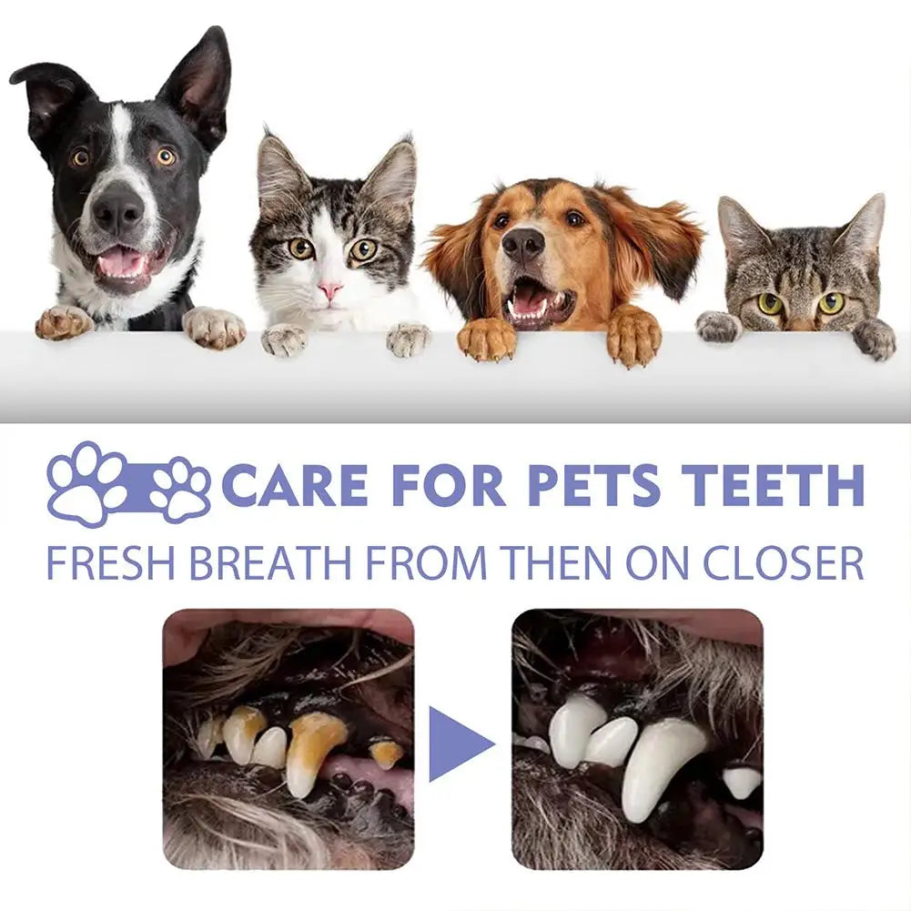 A collage of dogs and cats lying on a surface next to images showing pet teeth.