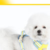 A white poodle wearing a yellow and blue adjustable dog harness.