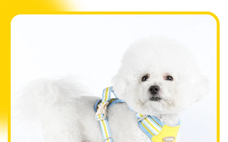 A white poodle wearing a yellow and blue adjustable dog harness.