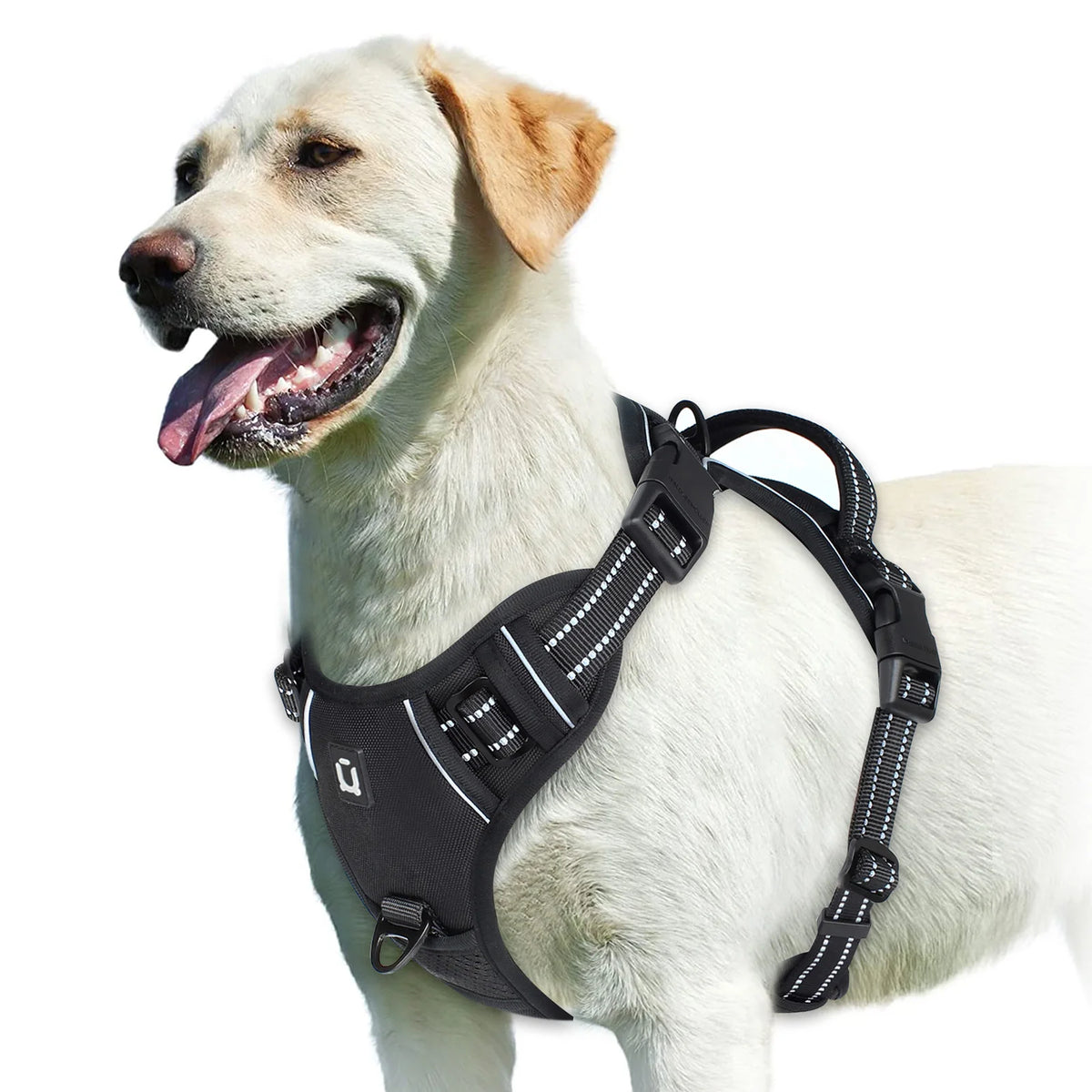 A light-colored dog wearing a black adjustable soft padded pet vest harness.