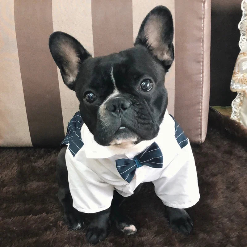 Un perro negro vistiendo un traje blanco con rayas azules y una corbata, sentado sobre una alfombra marrón.