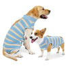 A golden retriever wearing a blue and white striped protective recovery suit stands next to a small dog.